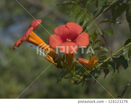 Brightly blooming Trumpet Creeper facing the summer sun 128123276