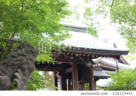 Samukawa Shrine - Shrine grounds surrounded by fresh greenery 128123441