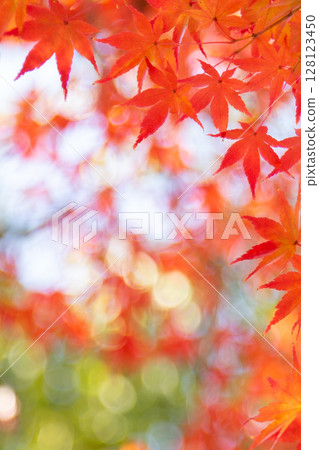 秋葉最美，還有複製空間 128123450