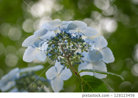 White hydrangea 128123456