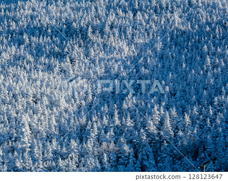 The forested area of Mt. Asama in winter The forested area of Mt. Asama in winter 128123647
