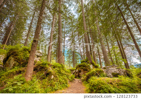Forest Path in a Tall Coniferous Forest Forest Path in a Tall Coniferous Forest 128123733
