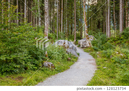 Tall Coniferous Forest and Forest Path 128123734