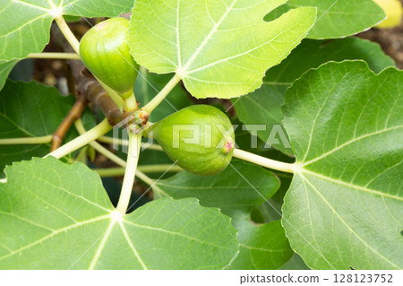 Figs bear fruit Figs bear fruit 128123752