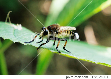 A fly resting on a leaf A fly resting on a leaf 128124051
