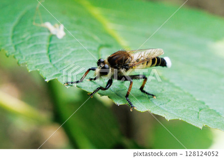 A fly resting on a leaf A fly resting on a leaf 128124052