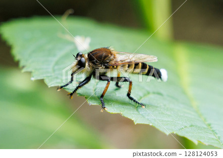 A fly resting on a leaf A fly resting on a leaf 128124053