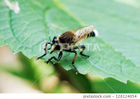 A fly resting on a leaf 128124054