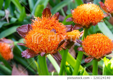 Paintbrush lily (Scadoxus puniceus) in a garden Paintbrush lily (Scadoxus puniceus) in a garden 128124140