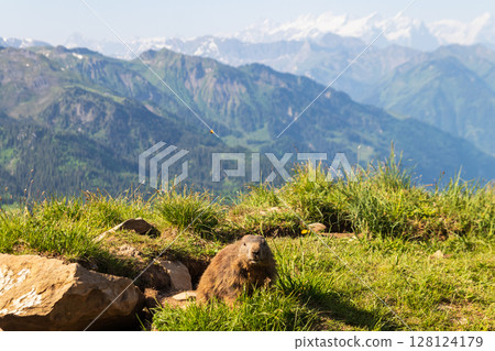 Alpine marmot (Marmota marmota) in the Swiss Alps 128124179