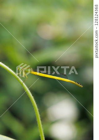一隻蜻蜓停在一片葉子上 128124368