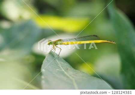 A dragonfly resting on a leaf 128124381