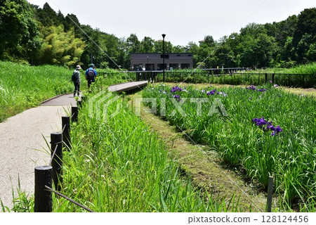 Walking paths and iris garden at Endo Sasakuboya Park, Fujisawa City, Kanagawa Prefecture 128124456