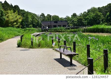 神奈川縣藤澤市遠藤佐作屋公園的步道和菖蒲花園 128124457