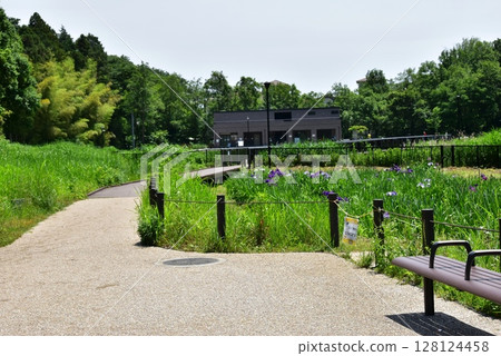 神奈川縣藤澤市遠藤佐作屋公園的步道和菖蒲花園 神奈川縣藤澤市遠藤佐作屋公園的步道和菖蒲花園 128124458
