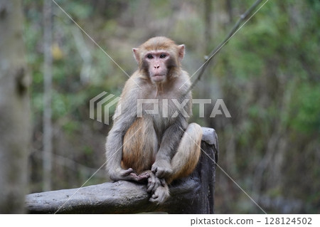 Wild Monkey in Zhangjiajie National Park, China Wild Monkey in Zhangjiajie National Park, China 128124502