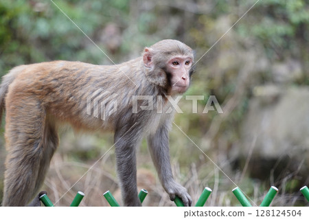Wild Monkey in Zhangjiajie National Park, China 128124504