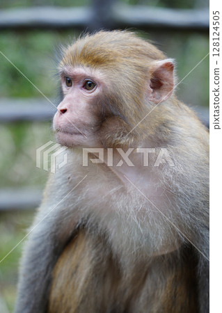 Wild Monkey in Zhangjiajie National Park, China 128124505