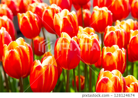 Tulip bloom 128124674