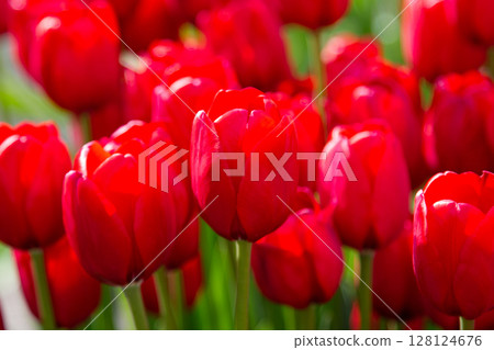 鬱金香綻放 128124676