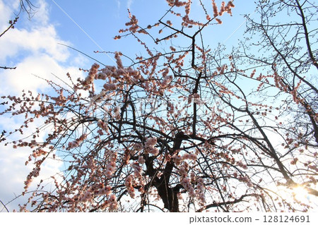 Plum blossoms in the blue sky Plum blossoms in the blue sky 128124691