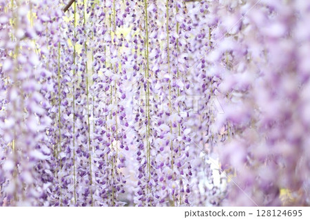 Wisteria flowers in full bloom Wisteria flowers in full bloom 128124695