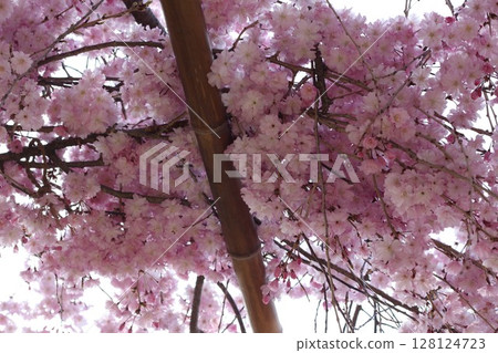 Cherry petals Cherry petals 128124723