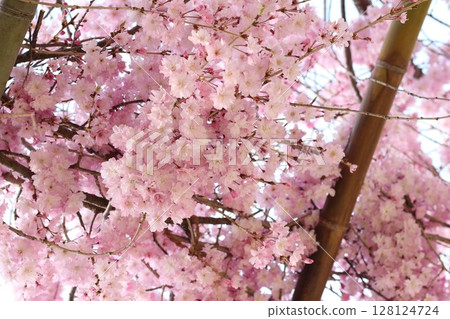 Cherry blossoms Cherry blossoms 128124724