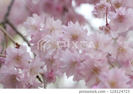 Cherry blossoms bathed in spring sunlight Cherry blossoms bathed in spring sunlight 128124725