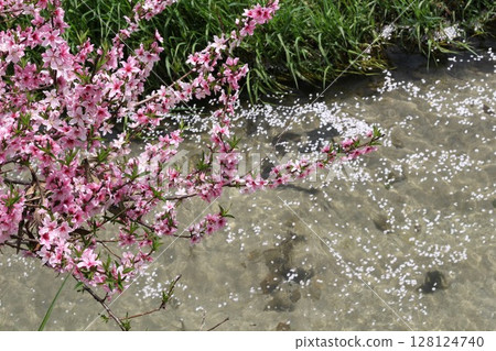River and cherry blossoms River and cherry blossoms 128124740