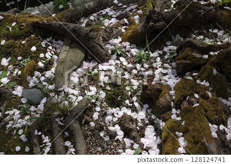 Cherry petals Cherry petals 128124741