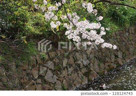 Cherry blossoms along the river Cherry blossoms along the river 128124743