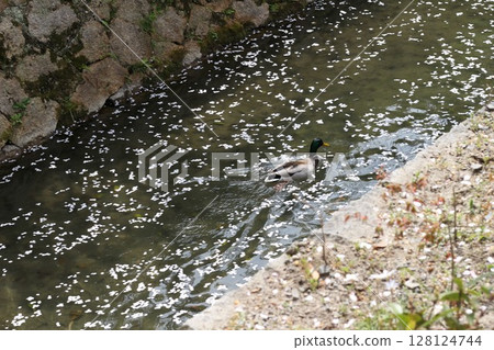 Ducks swimming in the river and cherry blossoms 128124744