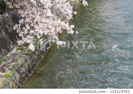 櫻花花瓣流動的河流 128124761