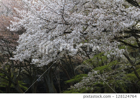 櫻花的風景 128124764