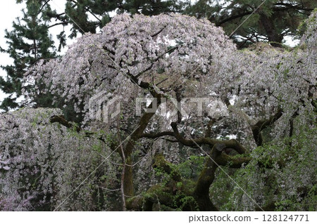 Cherry blossom 128124771