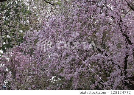 Cherry blossoms in full bloom bathed in spring sunlight 128124772