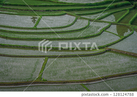 Scenery of rice terraces, Aragi Island, Aridagawa Town, Wakayama Prefecture 128124788