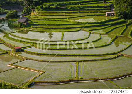 Scenery of rice terraces, Aragi Island, Aridagawa Town, Wakayama Prefecture 128124801