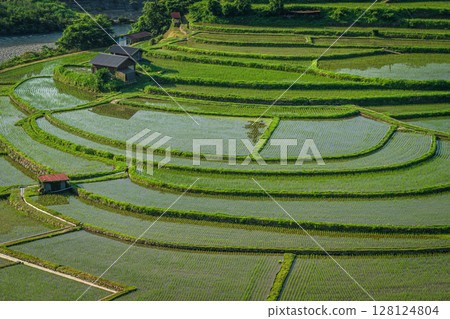 和歌山縣有田川町荒木島梯田風景 128124804