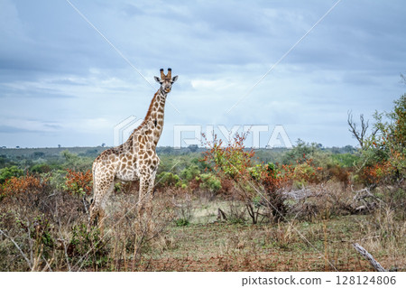 Giraffe in Kruger National park, South Africa Giraffe in Kruger National park, South Africa 128124806