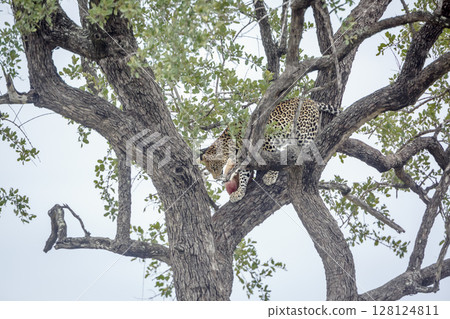 Leopard in Kruger National park, South Africa Leopard in Kruger National park, South Africa 128124811