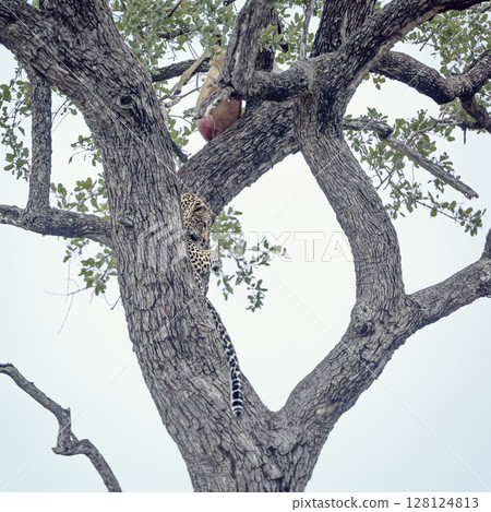 Leopard in Kruger National park, South Africa 128124813