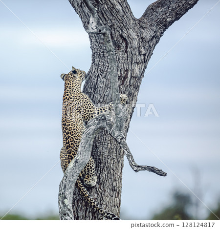 Leopard in Kruger National park, South Africa Leopard in Kruger National park, South Africa 128124817