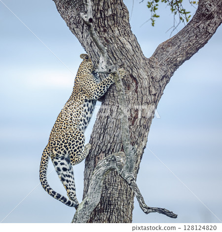 Leopard in Kruger National park, South Africa 128124820