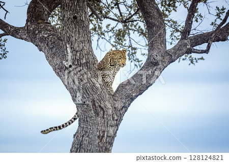 Leopard in Kruger National park, South Africa 128124821