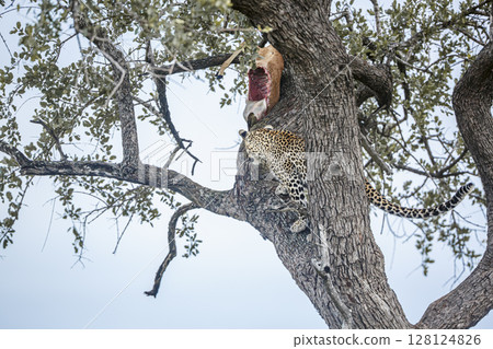 Leopard in Kruger National park, South Africa 128124826