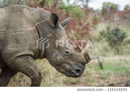 Southern white rhinoceros in Kruger National park, South Africa Southern white rhinoceros in Kruger National park, South Africa 128124839