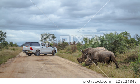 Southern white rhinoceros in Kruger National park, South Africa 128124843