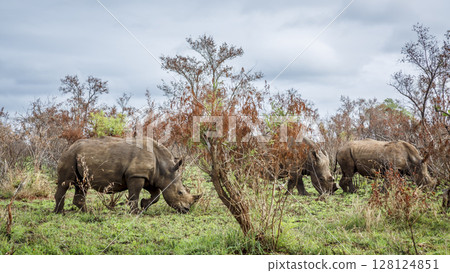 Southern white rhinoceros in Kruger National park, South Africa Southern white rhinoceros in Kruger National park, South Africa 128124851
